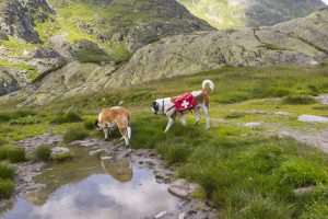 Switzerland. Dogs of the St Bernard Hospice during a walk